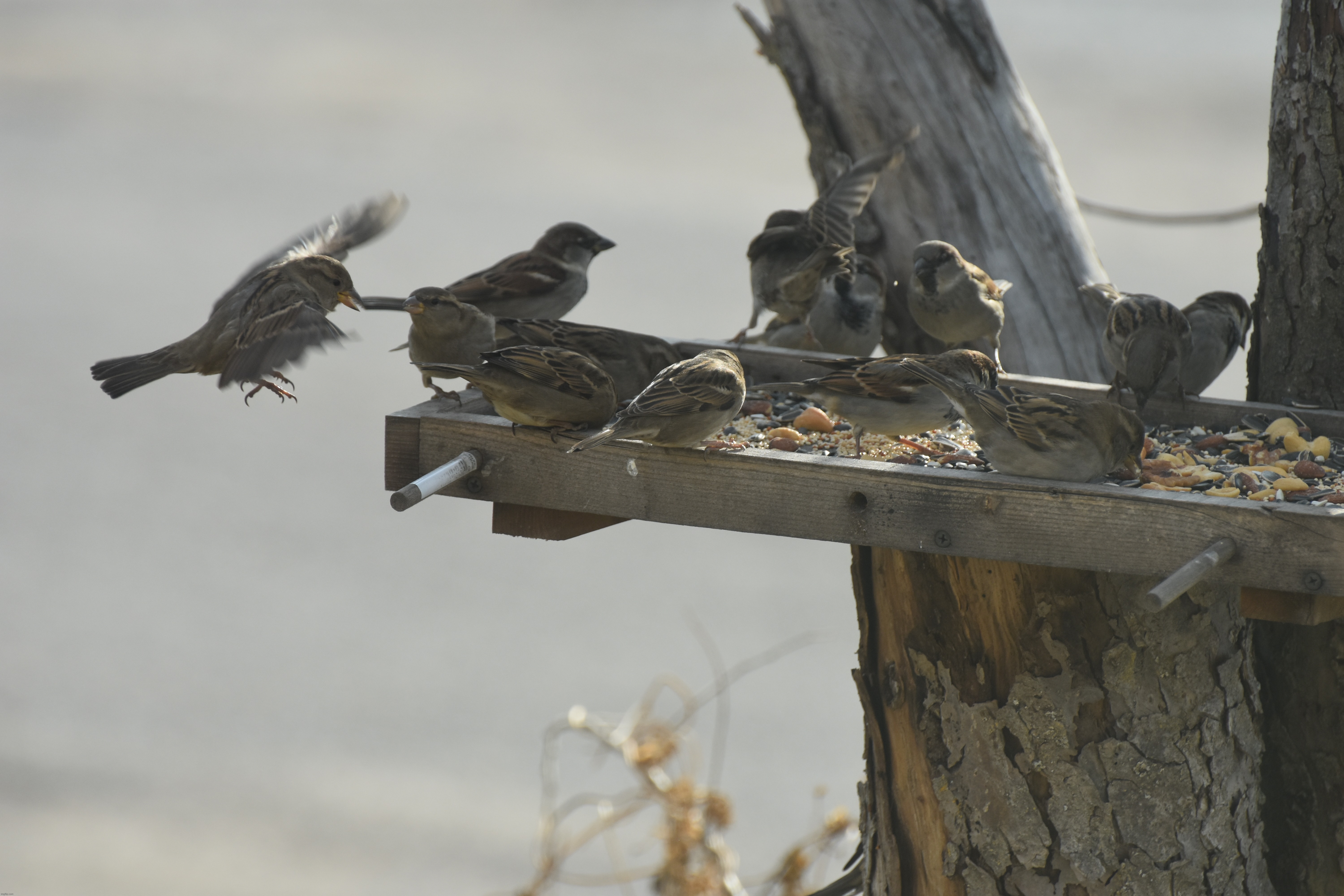sparrows in the feeder | image tagged in birds,feeder | made w/ Imgflip meme maker