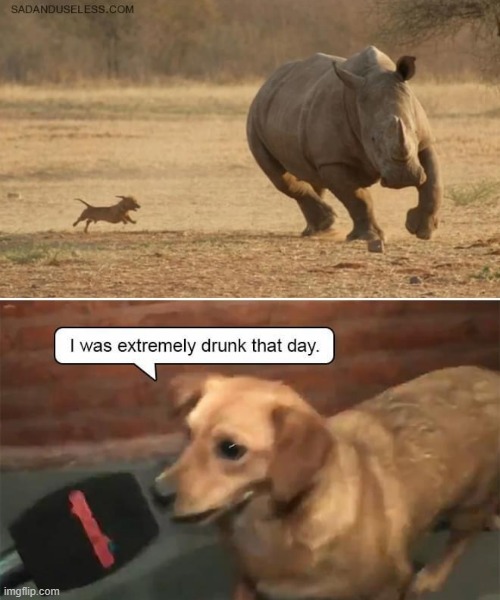 image tagged in dogs | made w/ Imgflip meme maker