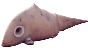 Gavadon Blank Meme Template