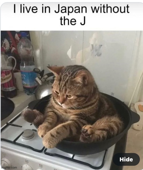 Japan without the J | image tagged in cats,funny memes | made w/ Imgflip meme maker