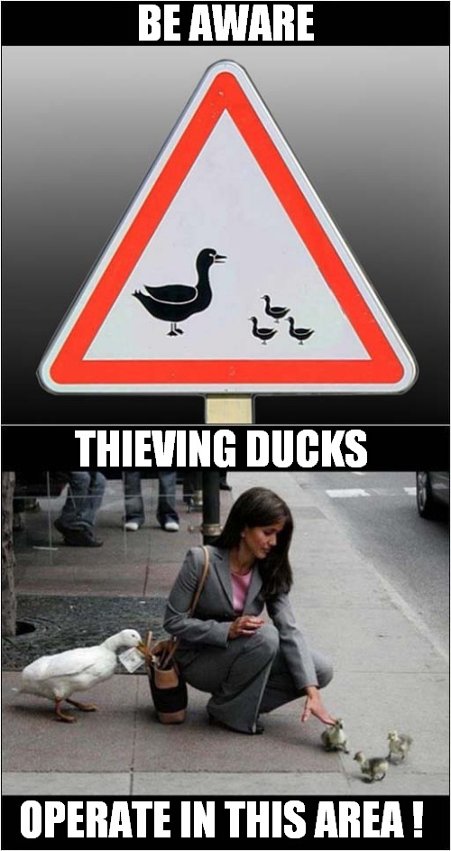 You Have Been Warned ! | BE AWARE; THIEVING DUCKS; OPERATE IN THIS AREA ! | image tagged in fun,warning sign,ducks,thieves | made w/ Imgflip meme maker