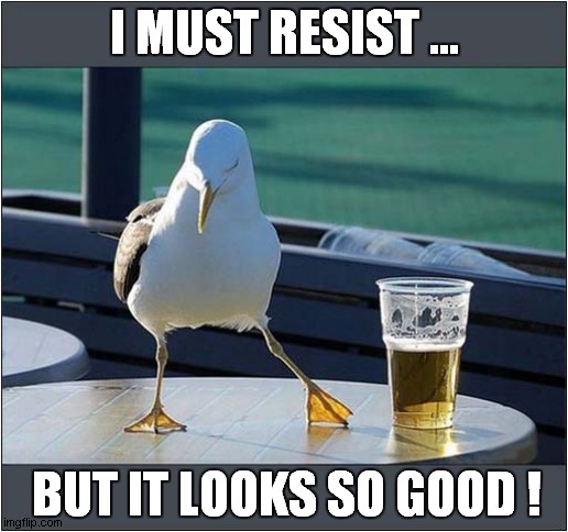 The Temptation Is So Great ! | I MUST RESIST ... BUT IT LOOKS SO GOOD ! | image tagged in seagull,sobriety,temptation | made w/ Imgflip meme maker