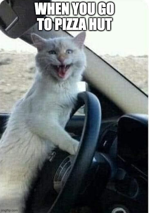 ur cat is dum | WHEN YOU GO TO PIZZA HUT | image tagged in crazy cat drives car laughing cat in car | made w/ Imgflip meme maker