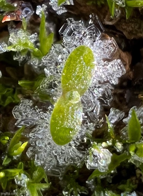 Ice on very tiny plant | image tagged in share your own photos | made w/ Imgflip meme maker