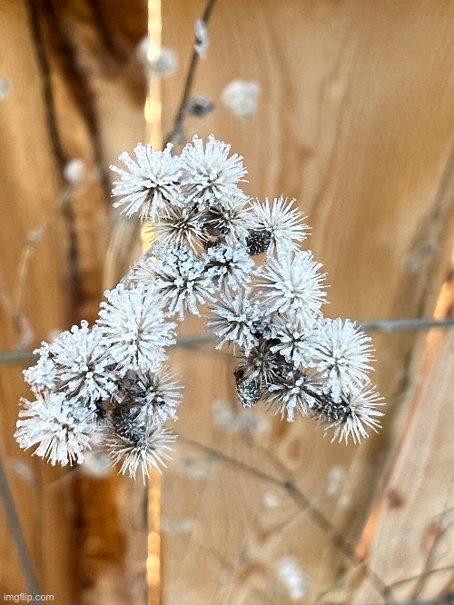 Ice on Burrs | image tagged in burrs suck | made w/ Imgflip meme maker