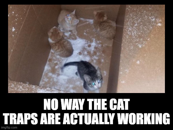 I found this cool DIY |  NO WAY THE CAT TRAPS ARE ACTUALLY WORKING | image tagged in cats,funny memes,cool cat stroll | made w/ Imgflip meme maker
