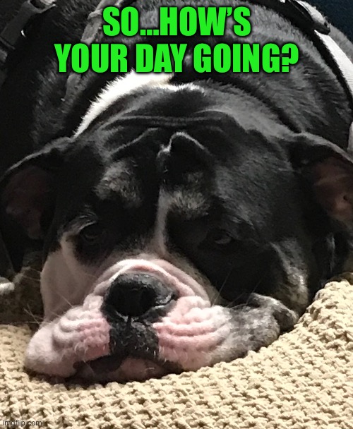 Sleepy Coda Imgflip