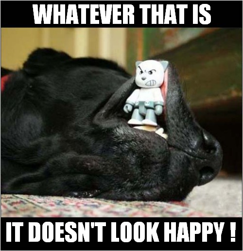 Dog Dreaming Of His Toy ! | WHATEVER THAT IS; IT DOESN'T LOOK HAPPY ! | image tagged in dogs,toy,unhappy | made w/ Imgflip meme maker