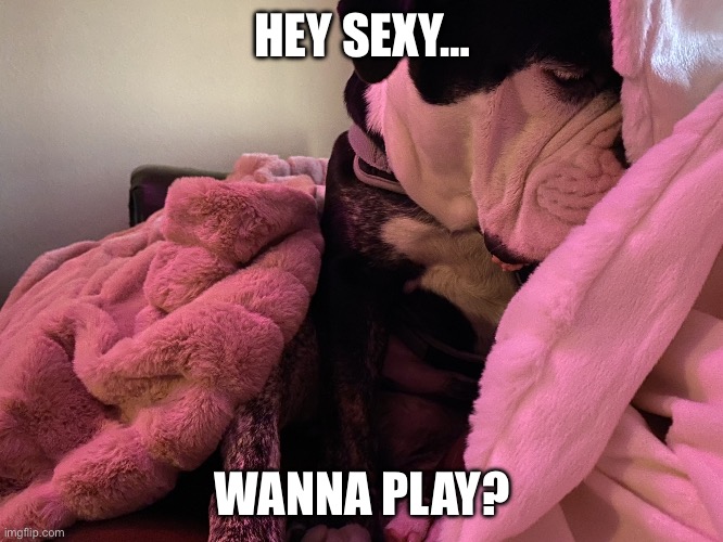 Sexy Coda | HEY SEXY…; WANNA PLAY? | image tagged in sexy,puppy,dogs,funny dogs,i love you,play | made w/ Imgflip meme maker