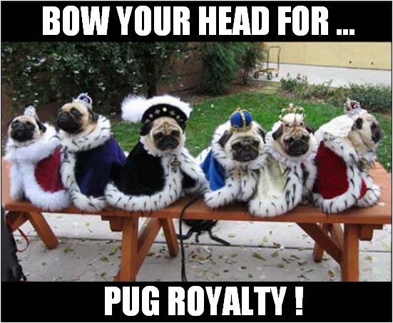 To Make You Smile ! | BOW YOUR HEAD FOR ... PUG ROYALTY ! | image tagged in dogs,pugs,royals | made w/ Imgflip meme maker