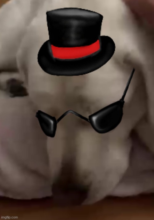 my friend's dog but classy | made w/ Imgflip meme maker