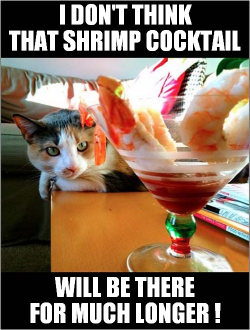 Look At Those Eyes ! | I DON'T THINK THAT SHRIMP COCKTAIL; WILL BE THERE FOR MUCH LONGER ! | image tagged in cats,temptation,shrimp | made w/ Imgflip meme maker