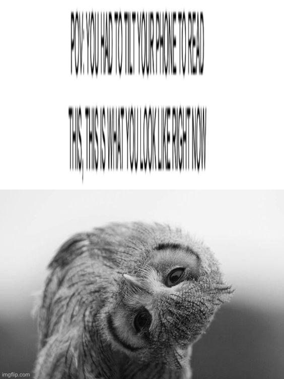 This took longer to make than I expected it to, tilt your phone screen upside down and look from the charging port | image tagged in owl with head tilted to the side,memes,funny,text,difficult,hmmm | made w/ Imgflip meme maker