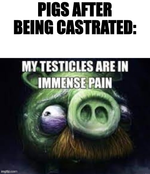 PIGS AFTER BEING CASTRATED: | made w/ Imgflip meme maker