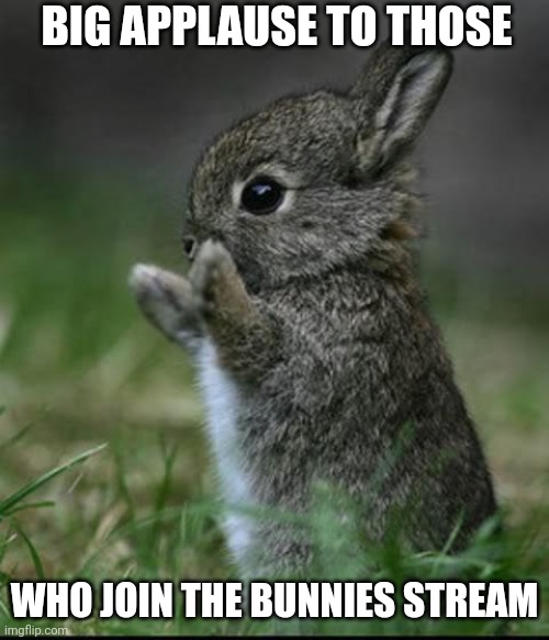 Cute Bunny | BIG APPLAUSE TO THOSE; WHO JOIN THE BUNNIES STREAM | image tagged in cute bunny | made w/ Imgflip meme maker