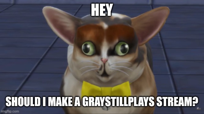 Should I? For the graystillplays fans | HEY; SHOULD I MAKE A GRAYSTILLPLAYS STREAM? | image tagged in spleens the cat | made w/ Imgflip meme maker