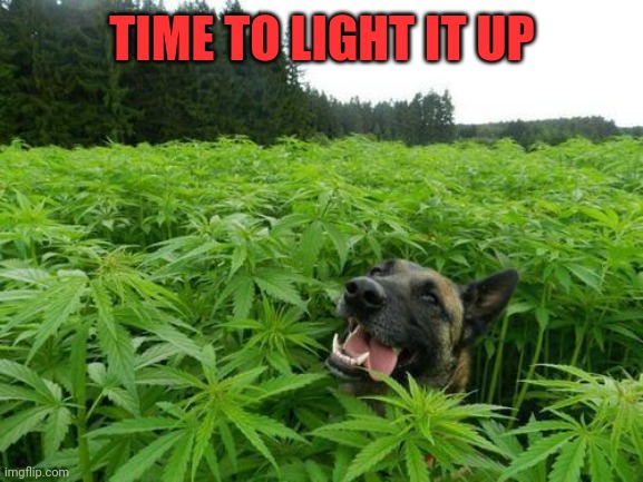 marijuanadog | TIME TO LIGHT IT UP | image tagged in marijuanadog | made w/ Imgflip meme maker