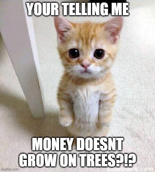 what?!? | YOUR TELLING ME; MONEY DOESNT GROW ON TREES?!? | image tagged in memes,cute cat | made w/ Imgflip meme maker