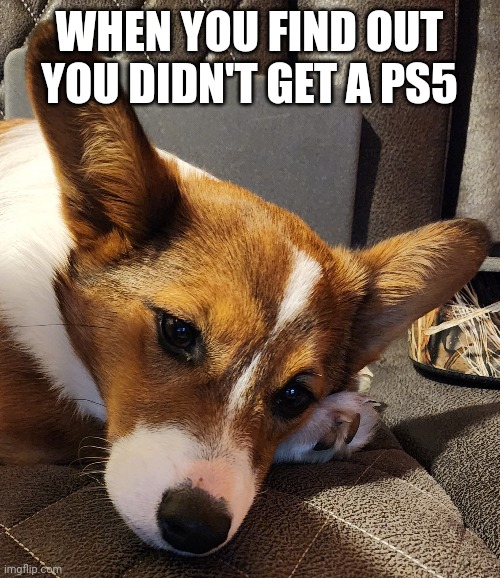 When you find out you didn't get a PS5 |  WHEN YOU FIND OUT YOU DIDN'T GET A PS5 | image tagged in gifs,funny,ps5,sad,christmas,fail | made w/ Imgflip meme maker