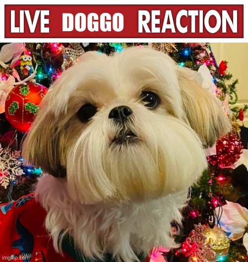 DOGGO | image tagged in live x reaction | made w/ Imgflip meme maker