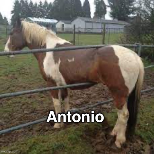Antonio | Antonio | image tagged in antonio,horse | made w/ Imgflip meme maker
