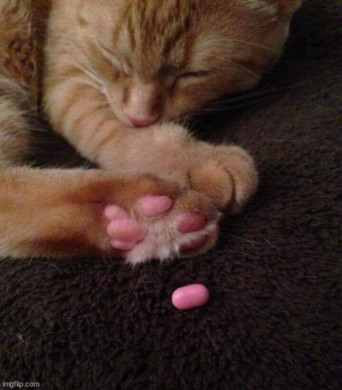 he bean fell off | image tagged in he bean fell off | made w/ Imgflip meme maker
