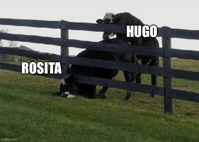 cow stuck in fence | ROSITA HUGO | image tagged in cow stuck in fence | made w/ Imgflip meme maker