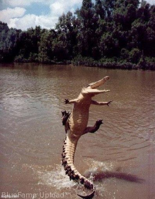 Happy Crocodile | image tagged in happy crocodile | made w/ Imgflip meme maker