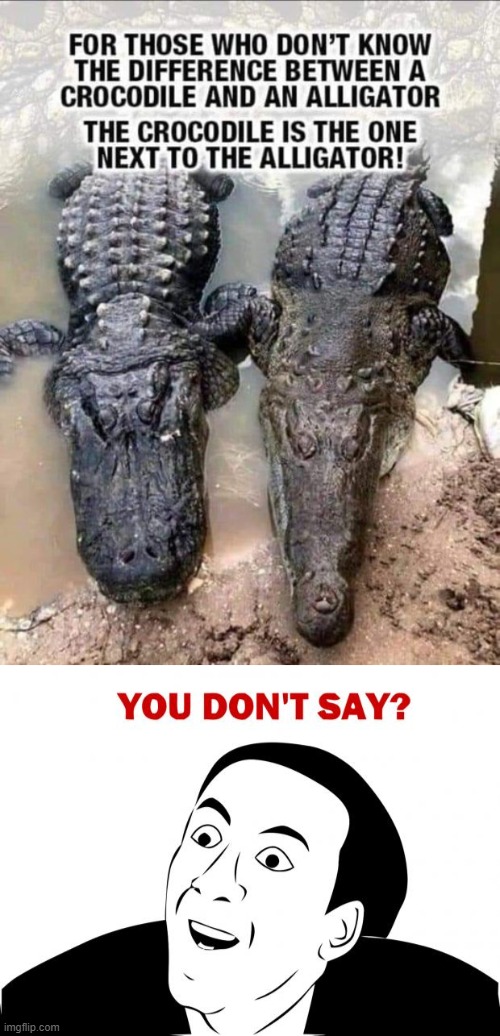 aligator and crocodile | image tagged in memes,you don't say | made w/ Imgflip meme maker