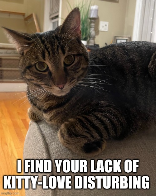 Message from Craig | I FIND YOUR LACK OF KITTY-LOVE DISTURBING | image tagged in cute cat | made w/ Imgflip meme maker
