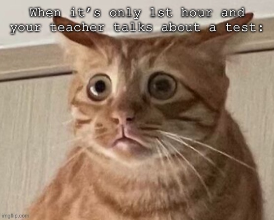this happened, except instead of a test, it was a whole gosh darn essay | When it’s only 1st hour and your teacher talks about a test: | image tagged in cats,school | made w/ Imgflip meme maker