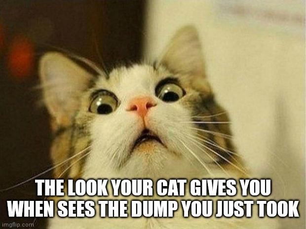 Scared Cat | THE LOOK YOUR CAT GIVES YOU WHEN SEES THE DUMP YOU JUST TOOK | image tagged in memes,scared cat | made w/ Imgflip meme maker