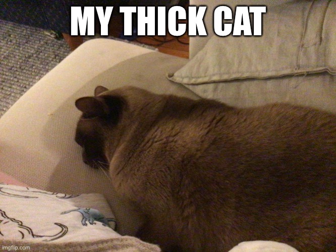 he is an 8yr old bermese | MY THICK CAT | image tagged in thicc | made w/ Imgflip meme maker