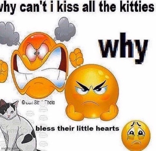 why can't i ? | image tagged in cats | made w/ Imgflip meme maker