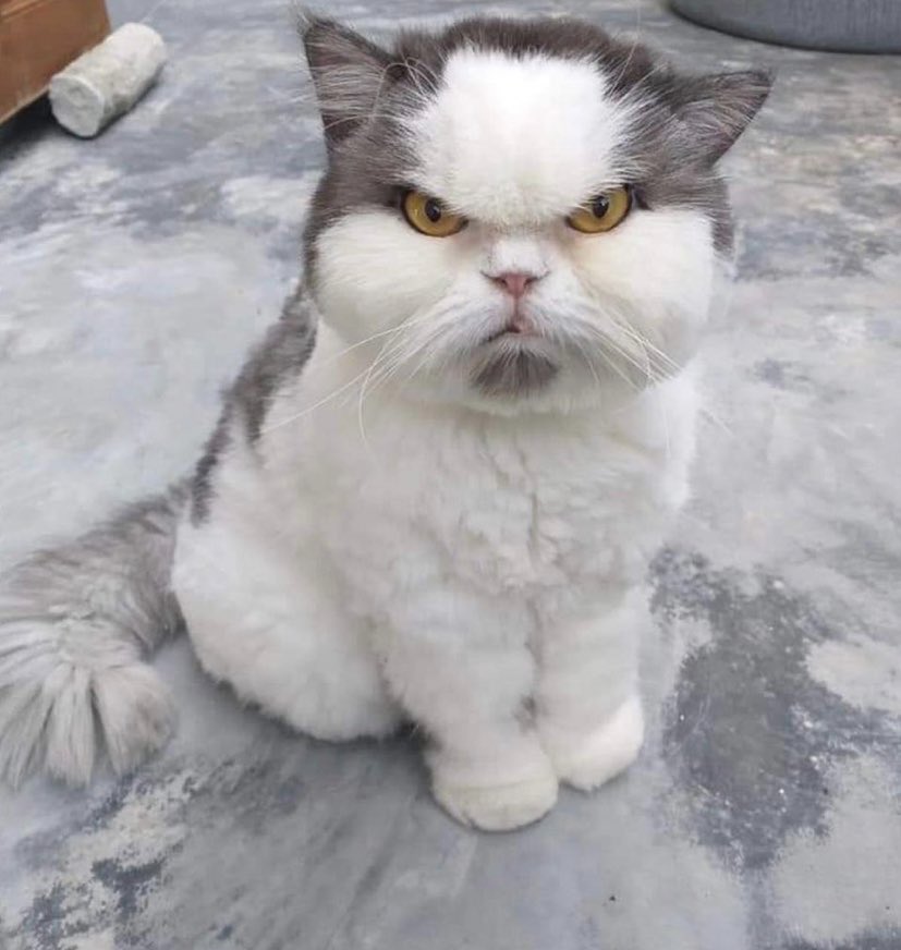 Grumpy looking grey and white cat Blank Meme Template