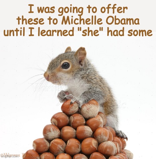 Guess Who Has Nuts? | I was going to offer these to Michelle Obama until I learned "she" had some | image tagged in gray squirrel with pile of nuts,michelle obama,nuts | made w/ Imgflip meme maker