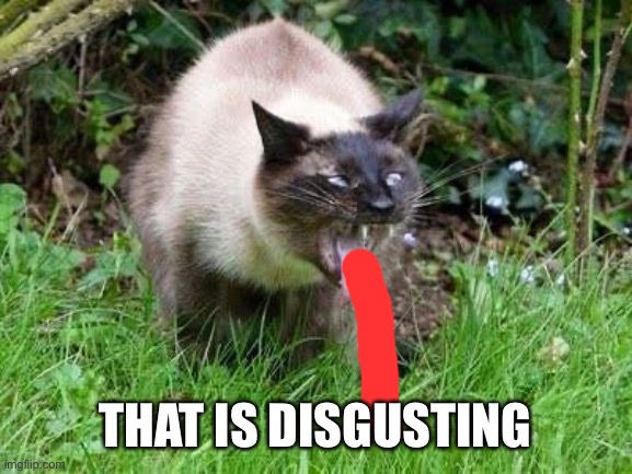 Cat Barfing | THAT IS DISGUSTING | image tagged in cat barfing | made w/ Imgflip meme maker