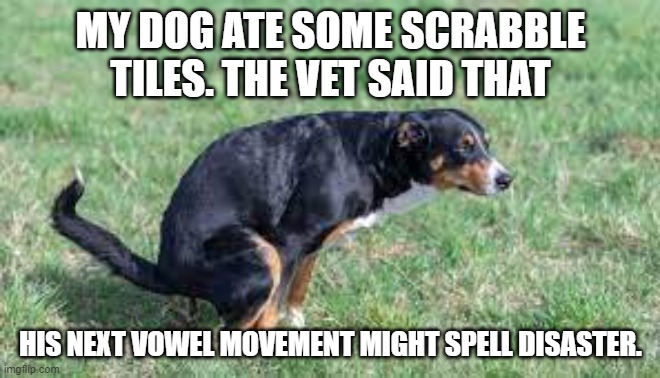 meme by brad dog ate scrabble tiles | MY DOG ATE SOME SCRABBLE TILES. THE VET SAID THAT; HIS NEXT VOWEL MOVEMENT MIGHT SPELL DISASTER. | image tagged in animals | made w/ Imgflip meme maker