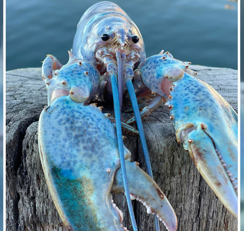 blue lobster Blank Meme Template