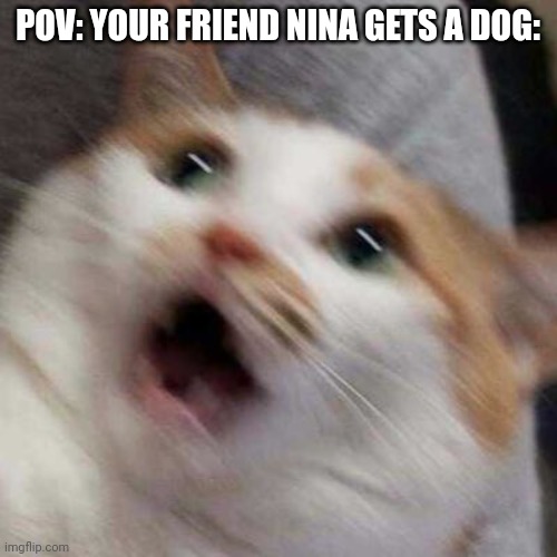First post here | POV: YOUR FRIEND NINA GETS A DOG: | image tagged in oh no cat | made w/ Imgflip meme maker