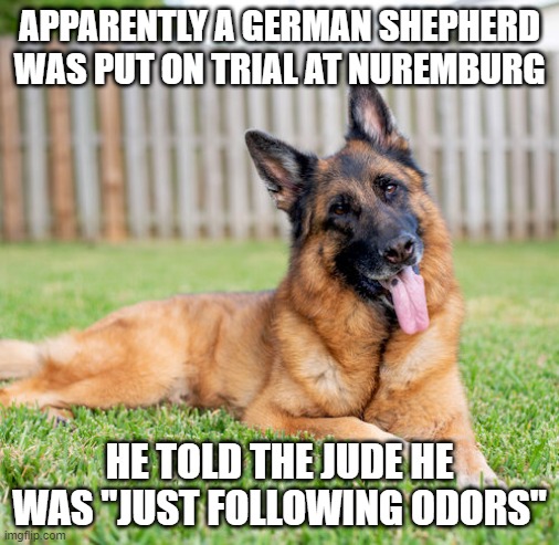 WW2 Dog Criminal | APPARENTLY A GERMAN SHEPHERD WAS PUT ON TRIAL AT NUREMBURG; HE TOLD THE JUDE HE WAS "JUST FOLLOWING ODORS" | image tagged in german shepard | made w/ Imgflip meme maker