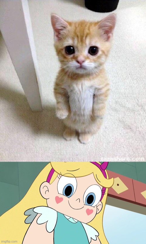 The Cute Cat | image tagged in memes,cute cat,star butterfly cute face,star butterfly,svtfoe,star vs the forces of evil | made w/ Imgflip meme maker