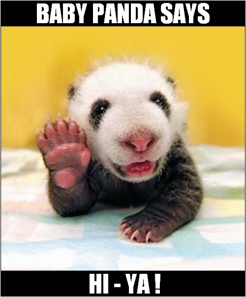 To Make You Smile ! | BABY PANDA SAYS; HI - YA ! | image tagged in fun,smile,baby panda | made w/ Imgflip meme maker