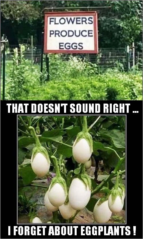 What A Strange Sign ! | THAT DOESN'T SOUND RIGHT ... I FORGET ABOUT EGGPLANTS ! | image tagged in stupid signs,eggplant | made w/ Imgflip meme maker