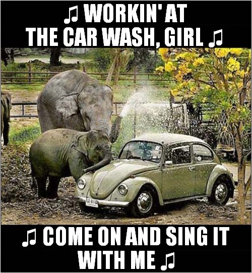 If Elephants Could Sing ! | ♫ WORKIN' AT THE CAR WASH, GIRL ♫; ♫ COME ON AND SING IT 
WITH ME ♫ | image tagged in elephants,singing,car wash,song lyrics | made w/ Imgflip meme maker