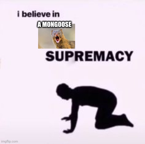 I believe in supremacy | A MONGOOSE | image tagged in i believe in supremacy | made w/ Imgflip meme maker