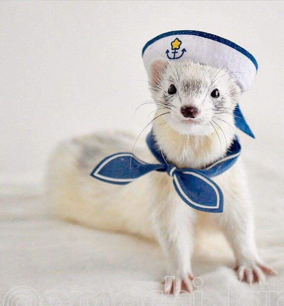 Petty Officer Weasel Sailor JPP Blank Meme Template