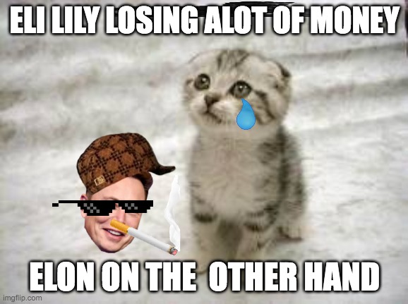 Sad Cat | ELI LILY LOSING ALOT OF MONEY; ELON ON THE  OTHER HAND | image tagged in memes,sad cat | made w/ Imgflip meme maker