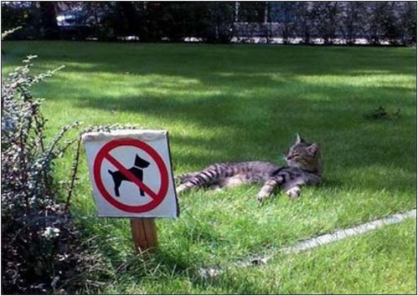 Ahh !  The Perfect Spot ! | image tagged in cats,sign,perfect | made w/ Imgflip meme maker