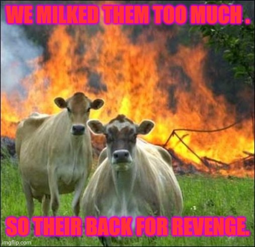 Evil Cows | WE MILKED THEM TOO MUCH . SO THEIR BACK FOR REVENGE. | image tagged in memes,evil cows | made w/ Imgflip meme maker